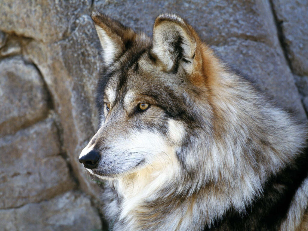 Majestic Gray Wolf Wallpaper with Rugged Natural Background