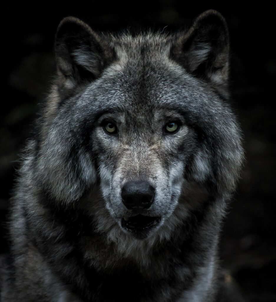 Majestic Gray Wolf Wallpaper: Intense Eyes & Detailed Fur Textures