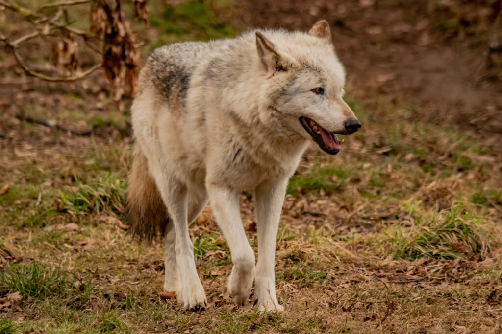 Majestic Gray Wolf Wallpaper: Embrace Wild Nature in Earthy Tones