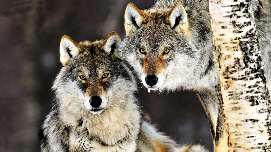 Majestic Gray Wolves in Forest – Wild Beauty Wallpaper Background