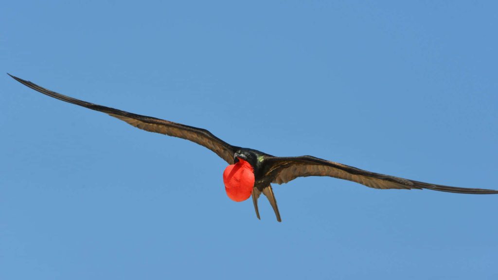 Male Great Frigatebird soaring with inflated red gular sac against clear blue sky wallpaper