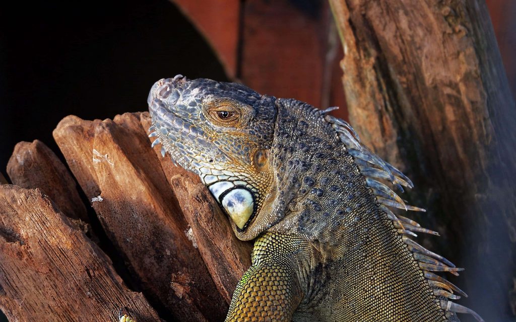 Majestic Green Iguana resting on rustic wooden perch detailed scales natural wild wallpaper
