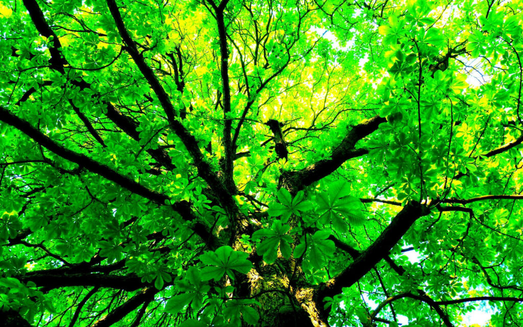 Majestic Green Tree Wallpaper: Serene Nature Scene Background