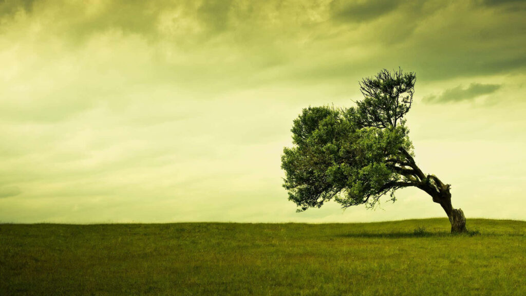 Tranquil Green Tree Wallpaper: Serene Field Under Cloudy Sky