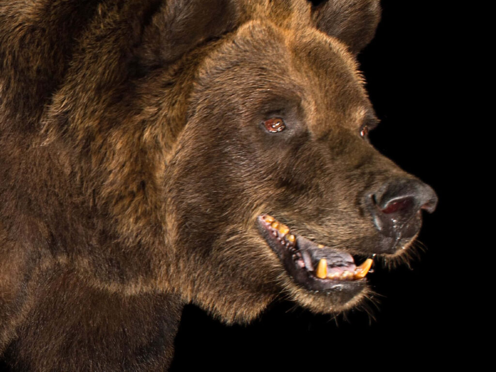 Majestic Grizzly Bear Wallpaper: Wild Alaska's Untamed Beauty
