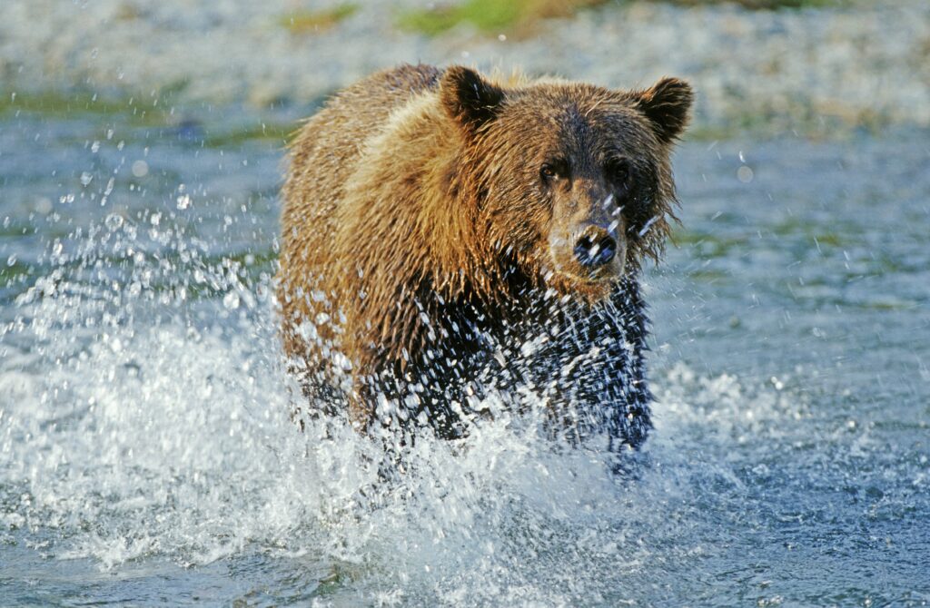 Majestic Grizzly Bear in River: Wild Power and Beauty Unleashed Wallpaper