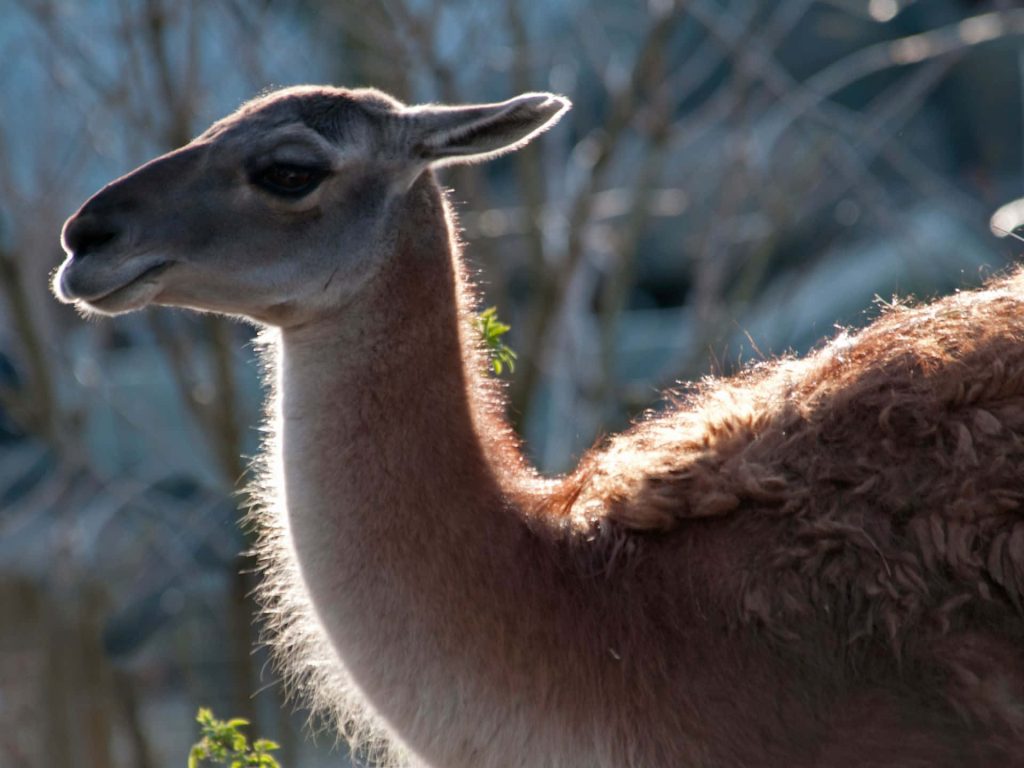 Guanaco portrait in golden rim light side profile with blurred natural outdoor background wallpaper