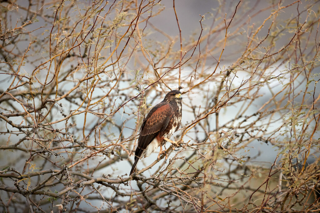 Majestic Hawk Perched Among Intricate Branches in Nature's Serenity Wallpaper