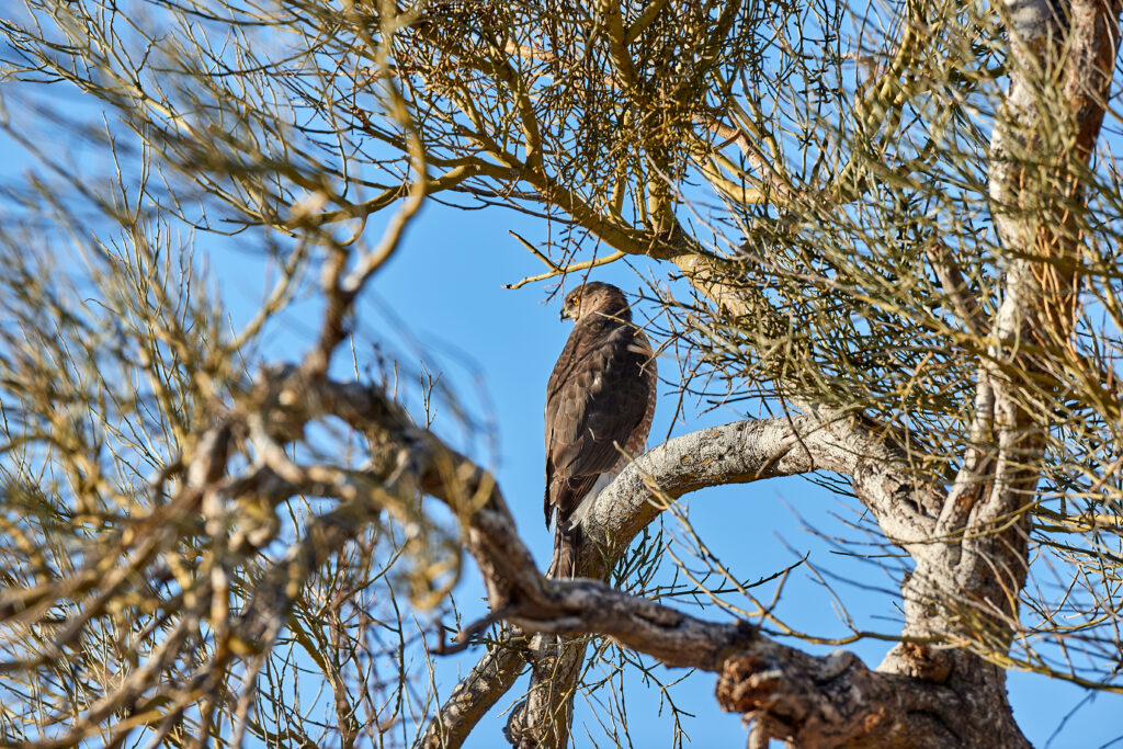 Majestic Hawk Perched in Tree - High-Resolution Nature Wallpaper