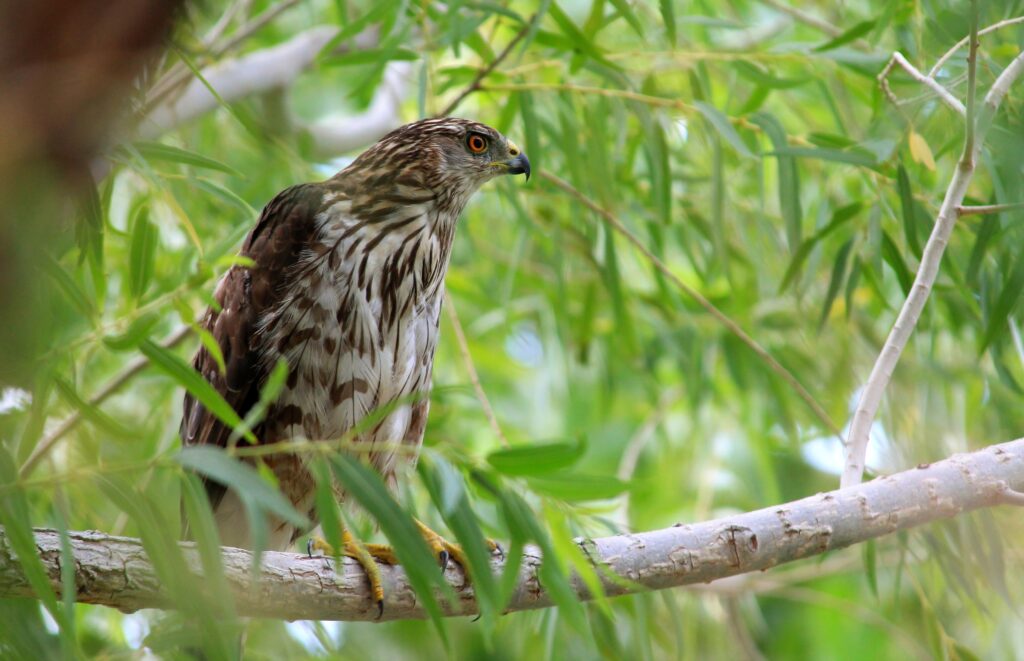 Majestic Hawk in Lush Green Foliage: Captivating Nature Shot Wallpaper