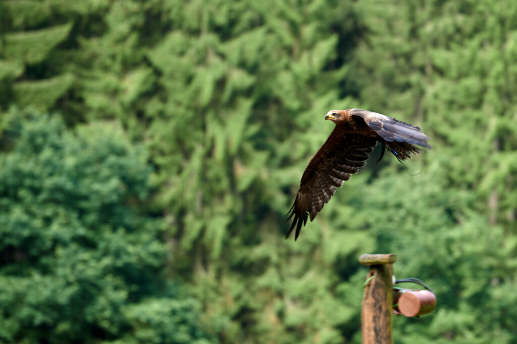 Majestic Hawk Soaring Above Lush Green Background Wallpaper