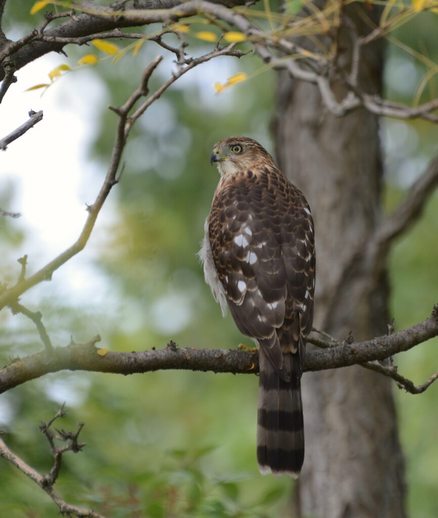 Majestic Hawk Perched on Tree Branch in Lush Greenery Background Wallpaper