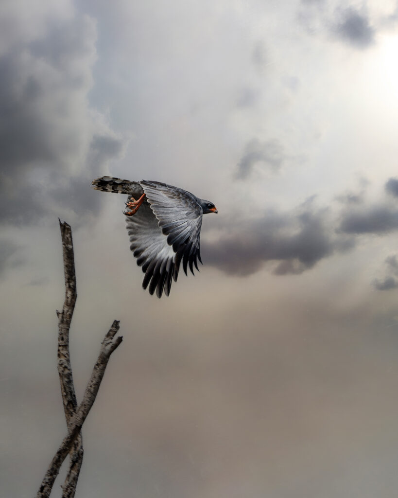 Majestic Hawk Wallpaper: Elegance in Flight Against Dramatic Clouds