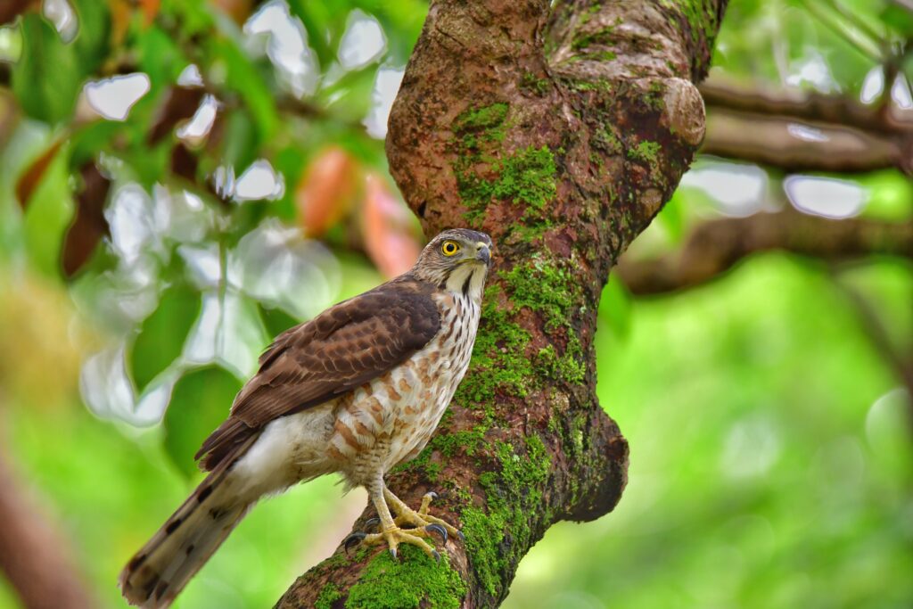 Majestic Hawk on Mossy Branch - Lush Green Background Wallpaper