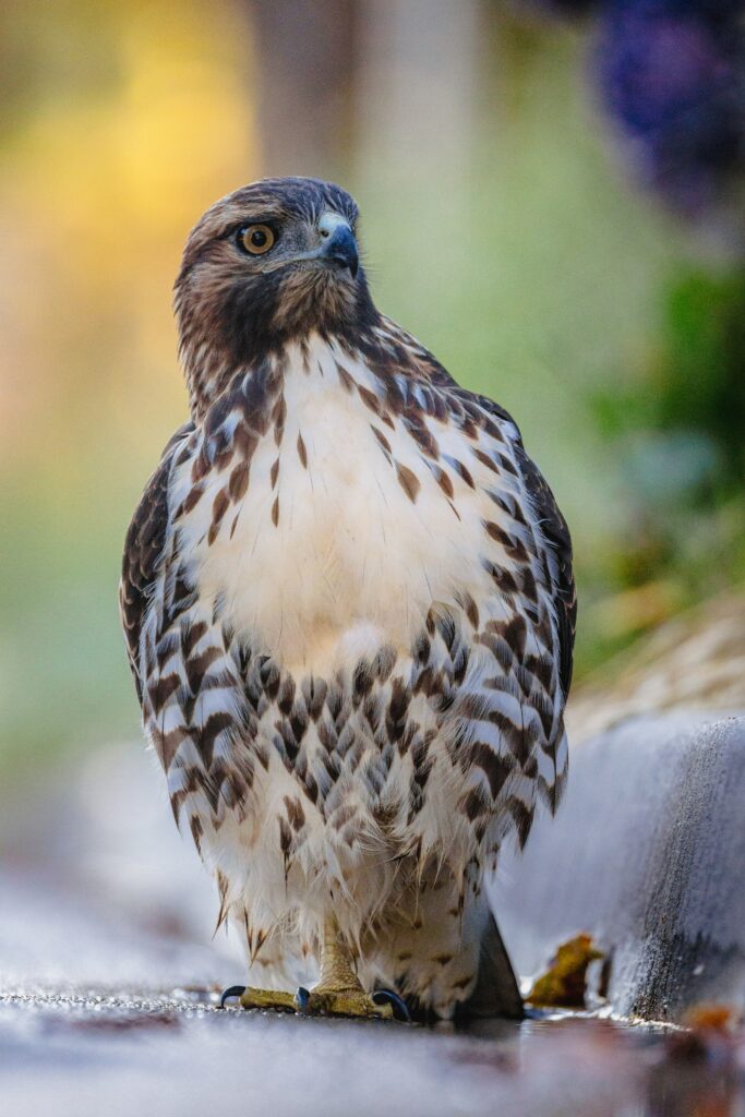 Majestic Hawk Wallpaper: High-Resolution Feathered Predator Image