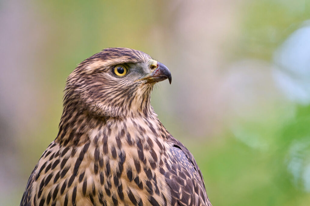 Majestic Hawk High-Res Wallpaper: Striking Feathers & Intense Gaze