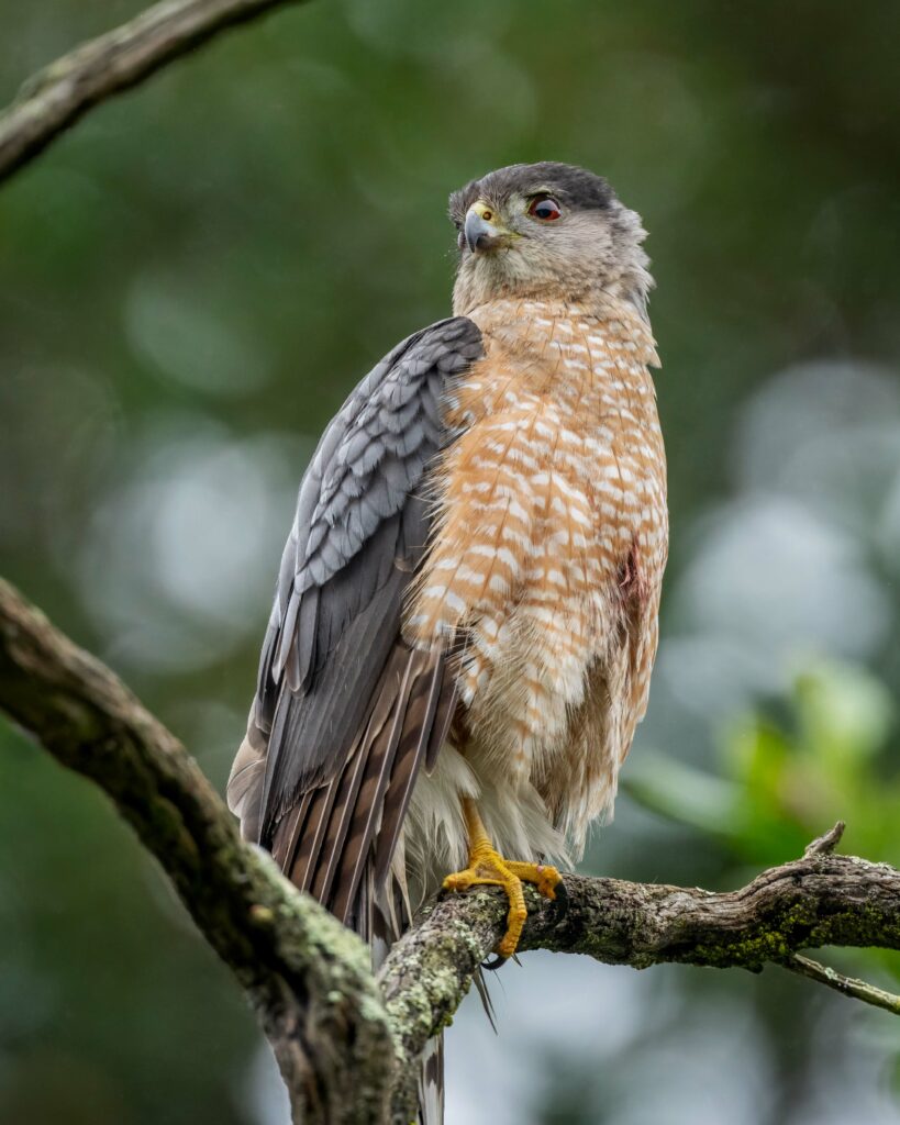 Majestic Hawk Perched on Branch | High-Resolution Wildlife Wallpaper