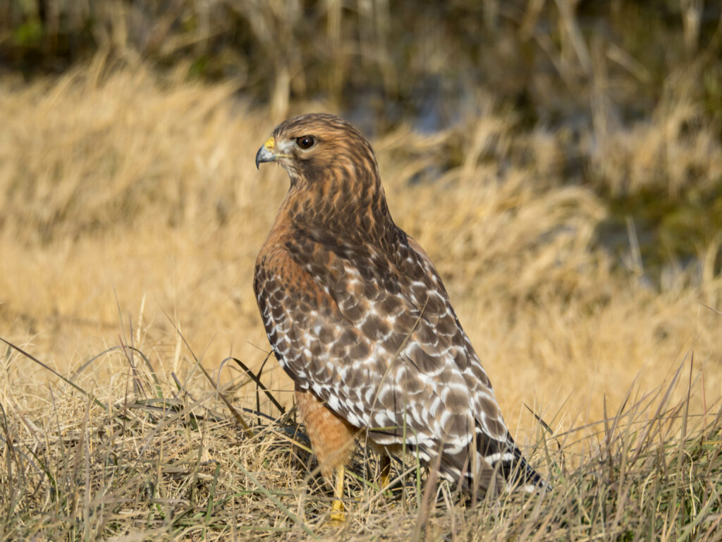 Majestic Hawk on Grassy Terrain - Stunning Wildlife Wallpaper