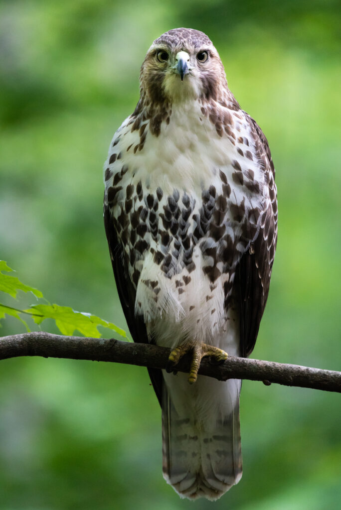 Majestic Hawk Wallpaper: Sharp Gaze on Green Blurred Background