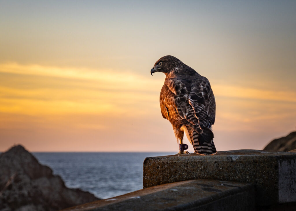 Majestic Hawk Wallpaper: Stunning Sunset & Serene Sky Background