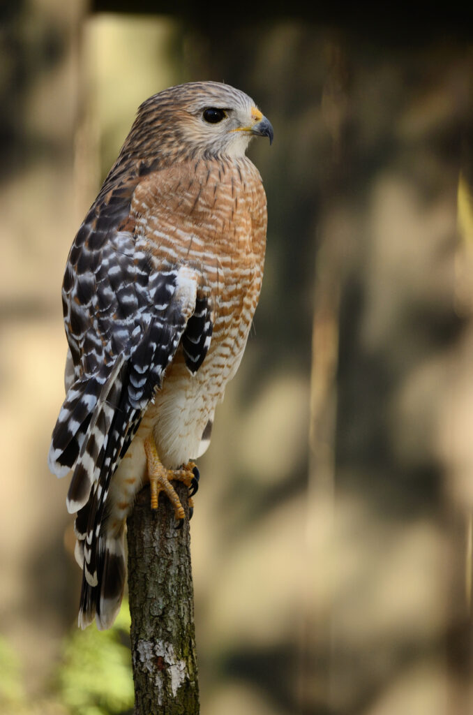 Hawk Wallpaper: Majestic Bird with Intricate Feathers & Blurred Background