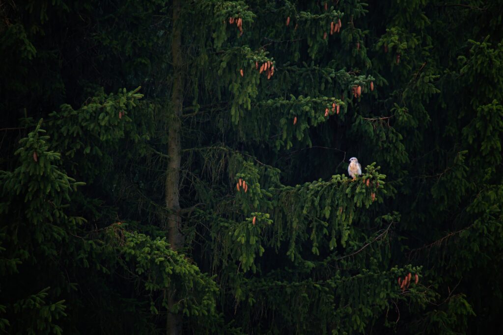 Majestic Hawk on Spruce Tree: High-Resolution Nature Wallpaper