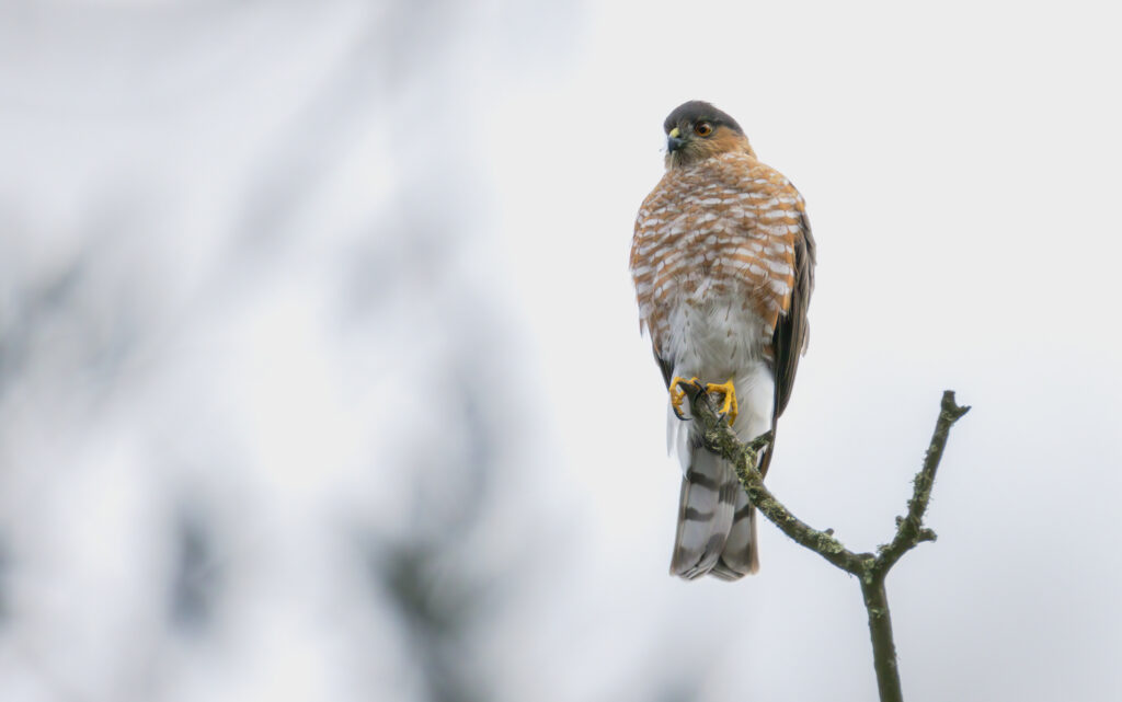Majestic Hawk on Branch: Stunning Wildlife Wallpaper Background
