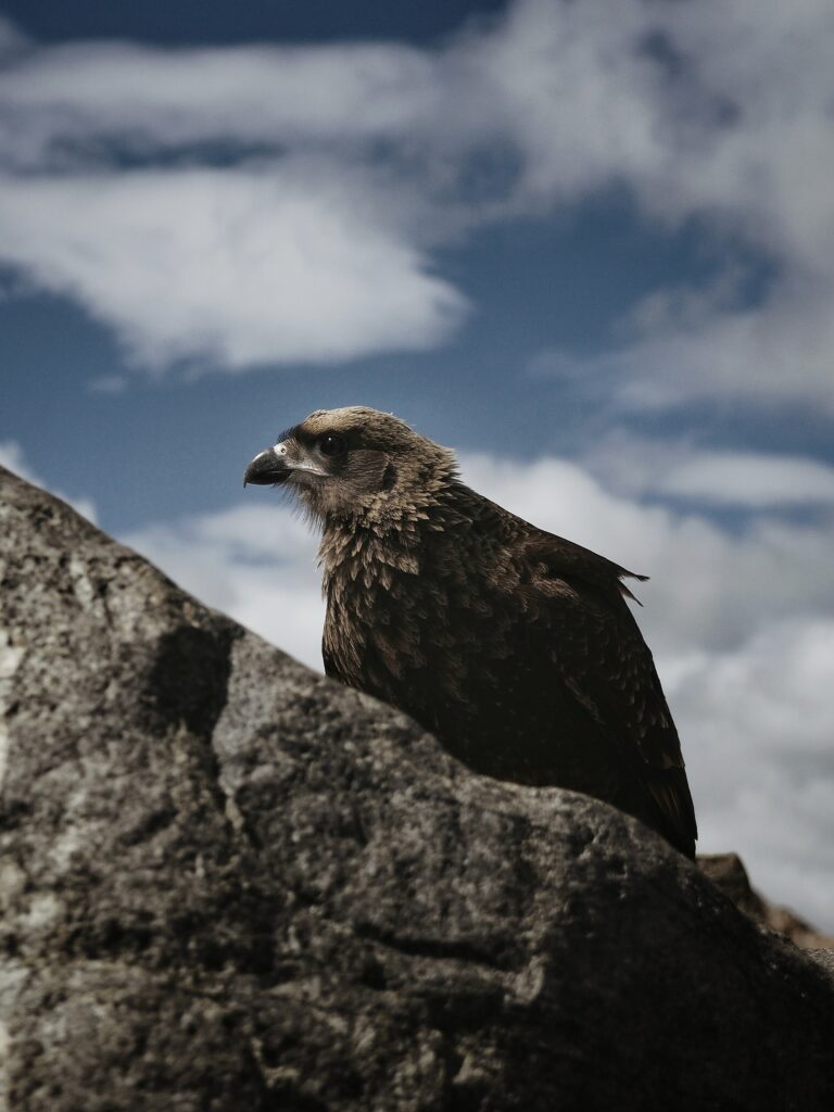 Majestic Hawk on Rugged Rock: Nature Wallpaper Background