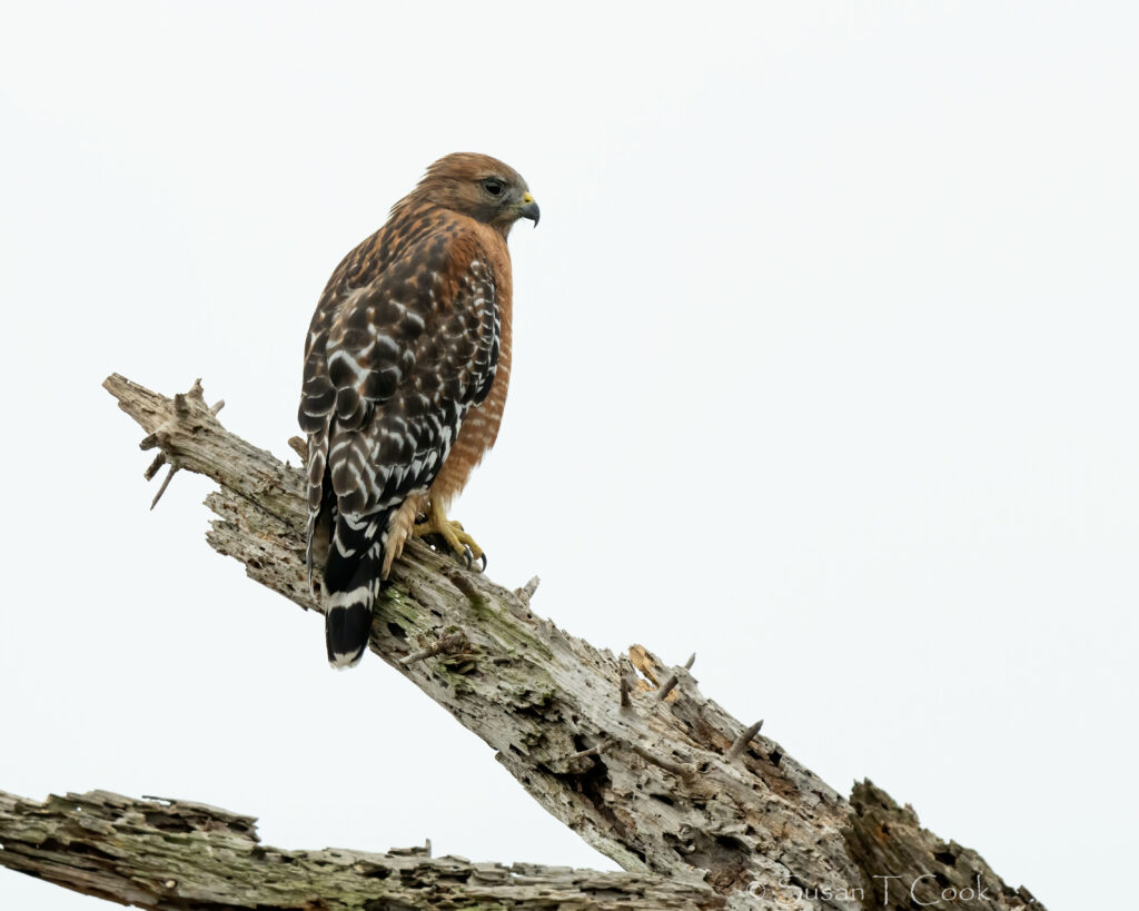 Majestic Hawk on Rugged Log - Stunning Wildlife Wallpaper Background