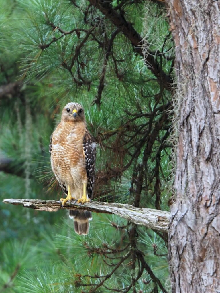 Majestic Hawk Perched in Lush Green Foliage - Nature Wallpaper