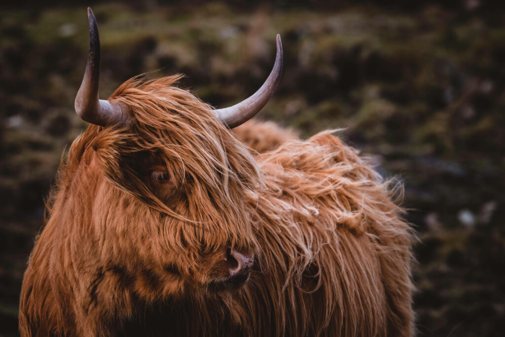 Majestic Highland Cow Wallpaper: Rustic Beauty and Flowing Fur