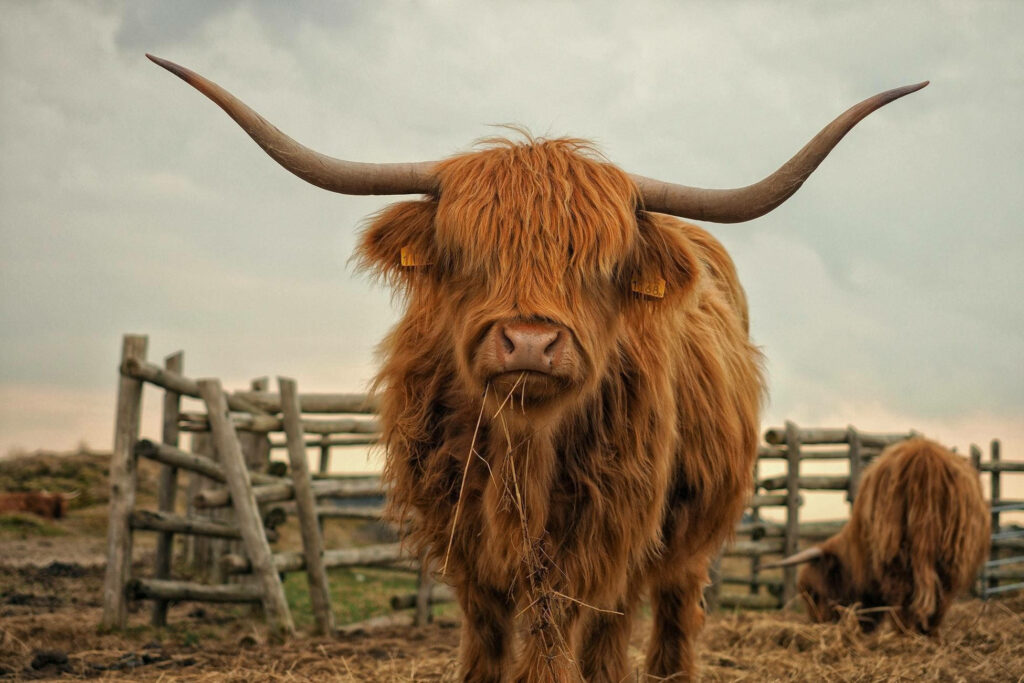 Majestic Highland Cow Against Rustic Fences & Serene Sky Wallpaper