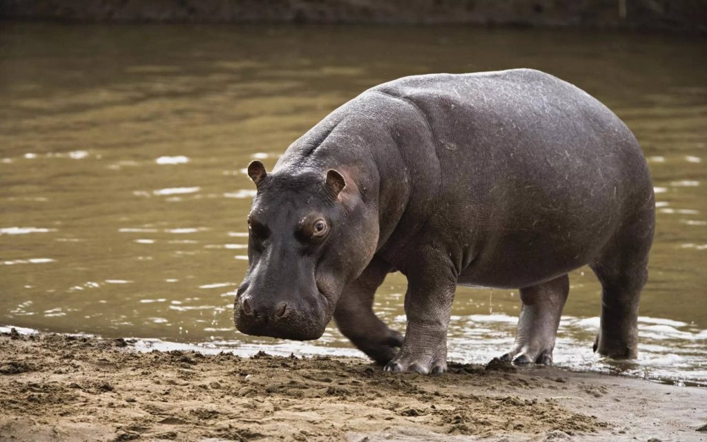 Dark-skinned hippopotamus emerging from muddy riverbank high-resolution wildlife wallpaper background