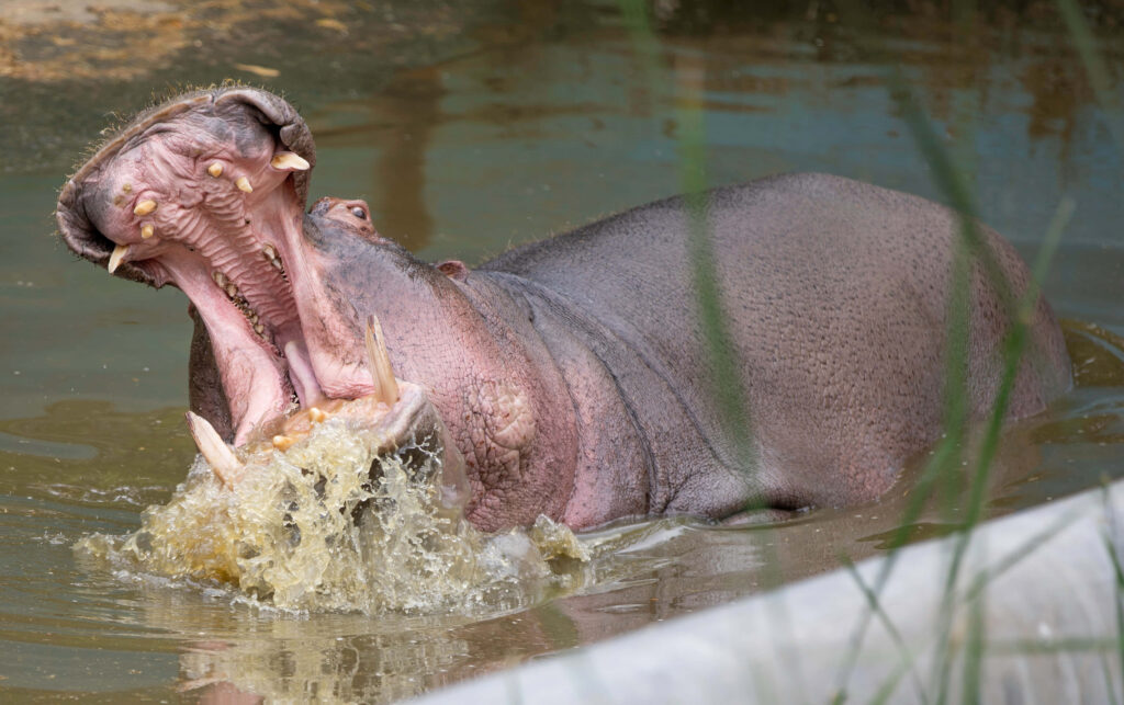 Majestic Hippo in Action: Captivating Wallpaper for Nature Lovers