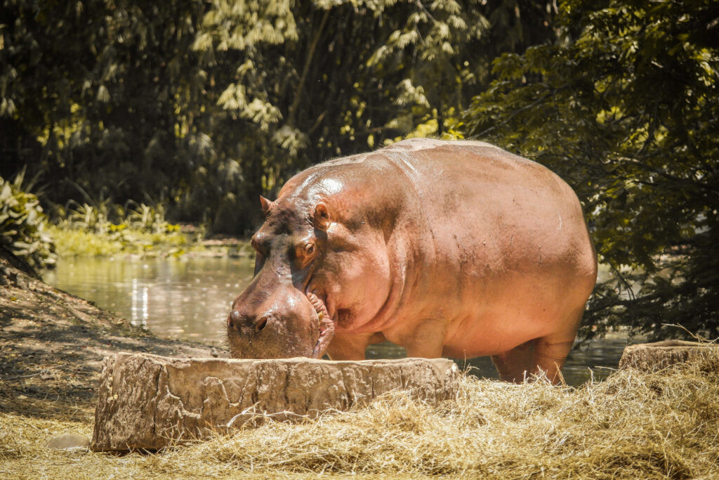 Majestic Hippopotamus Dining in Serene Riverside Wallpaper