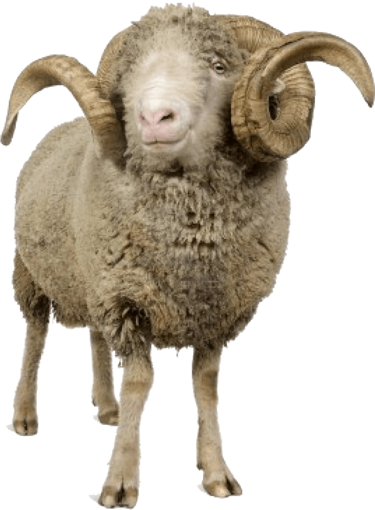 Majestic Horned Sheep Wallpaper: Rustic Nature & Wildlife Charm