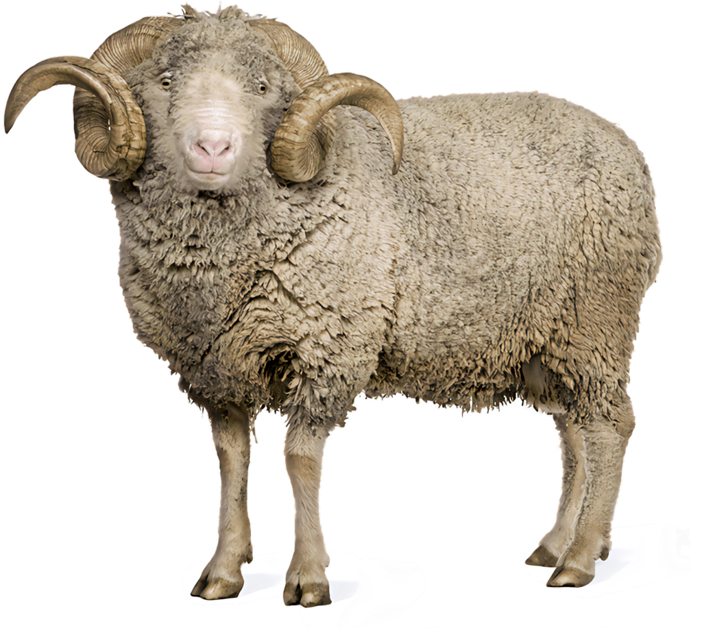 Majestic Horned Sheep Wallpaper: Strength & Tranquility in Nature