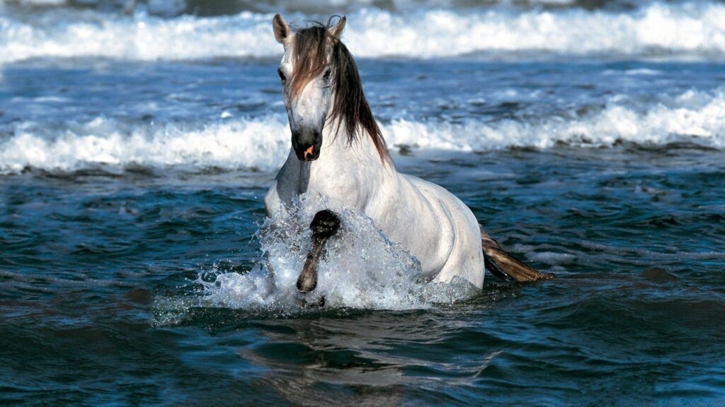 Majestic Horse Galloping Through Vibrant Ocean Waves - Captivating Wallpaper