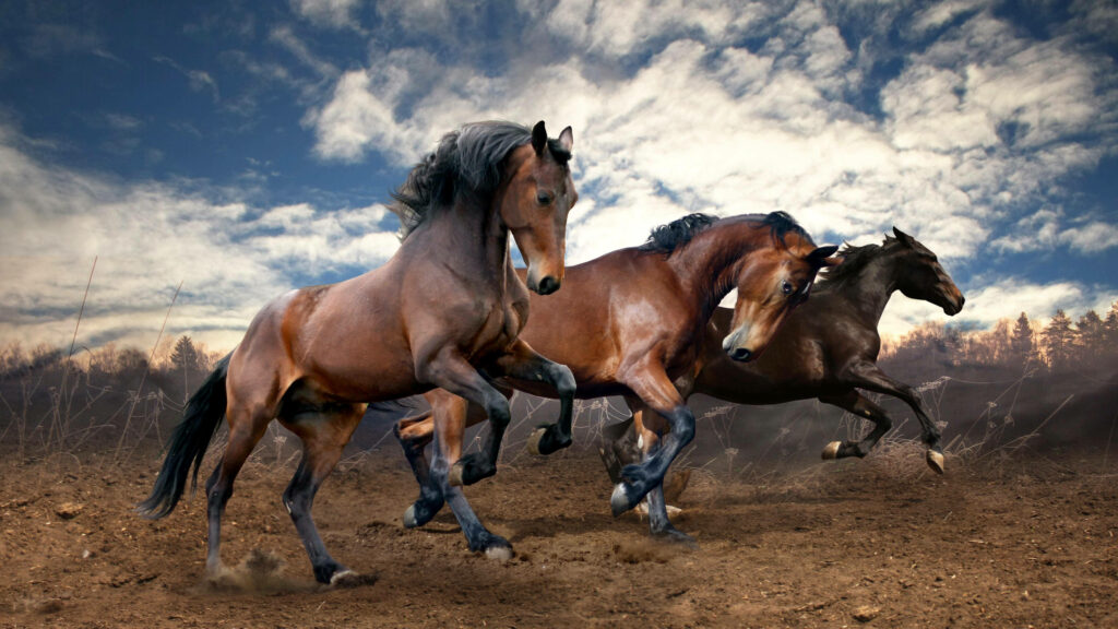 Majestic Horses Galloping in Open Field with Dramatic Sky Background Wallpaper