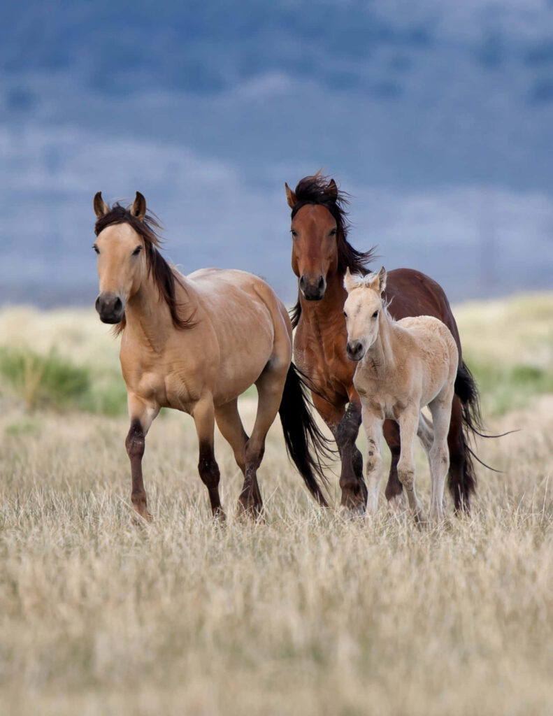 Majestic Horses Running Freely in a Serene Open Field Wallpaper