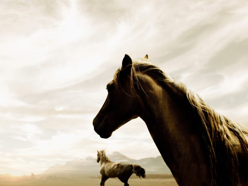 Majestic Horses in Motion Against a Dramatic Sky Wallpaper