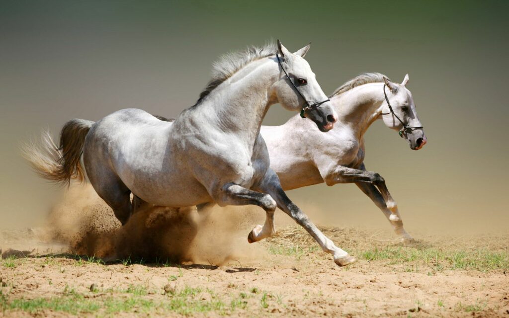 Dynamic Wallpaper: Majestic Horses Galloping in Sandy Terrain