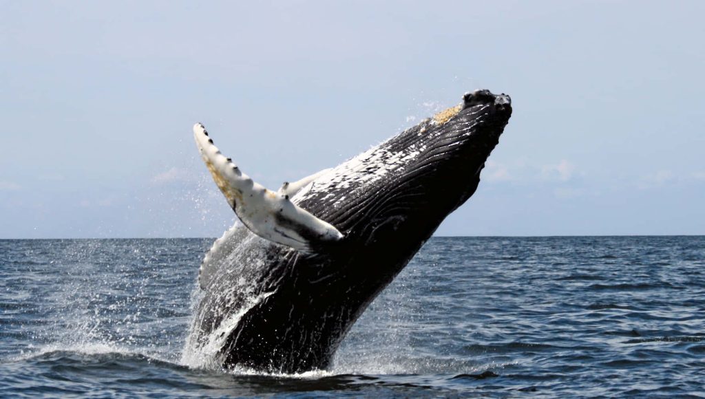 Humpback whale breaching with raised pectoral fin splashing in deep blue ocean wallpaper background