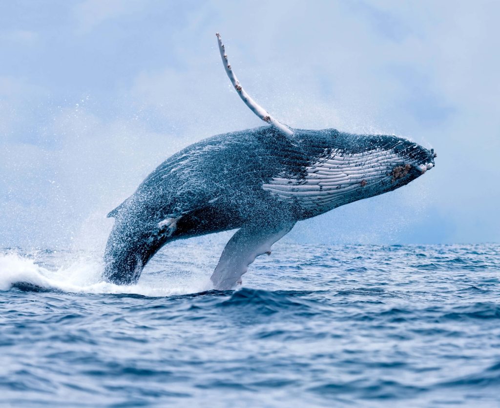 Majestic humpback whale breaching ocean with dramatic splashes in bright natural daylight wallpaper