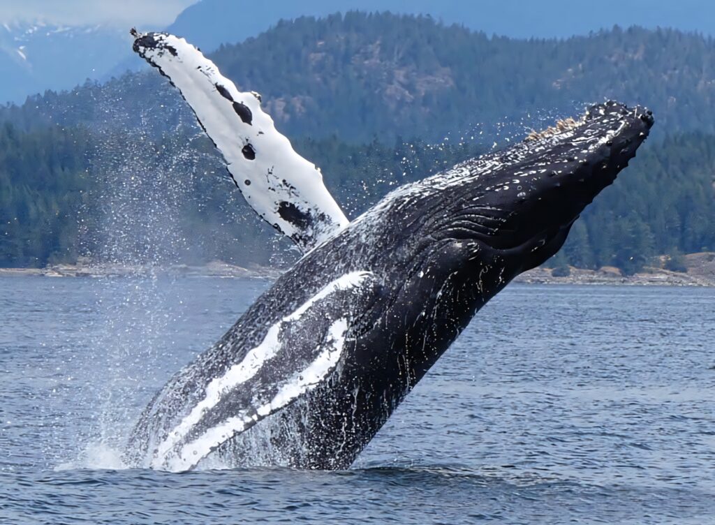 Majestic humpback whale breaching ocean with forested mountains and blue sky background Wallpaper