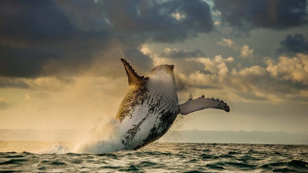 Humpback whale breaching at sunset with ocean spray and dramatic cloud-filled sky wallpaper