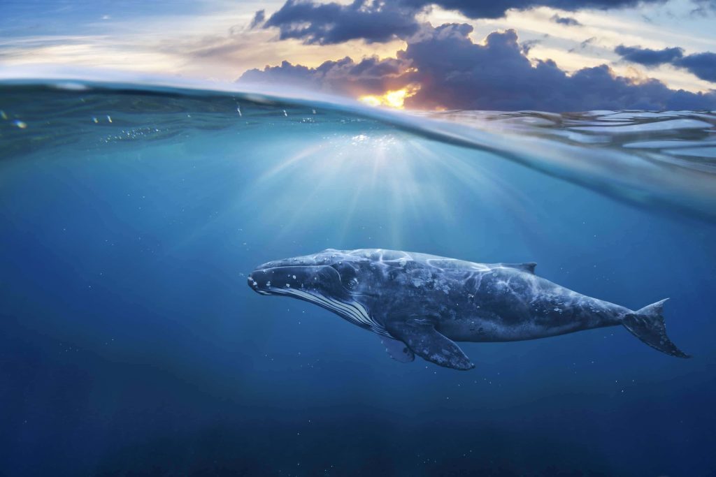 Humpback whale swimming in deep blue ocean with golden sunset light split-level wallpaper