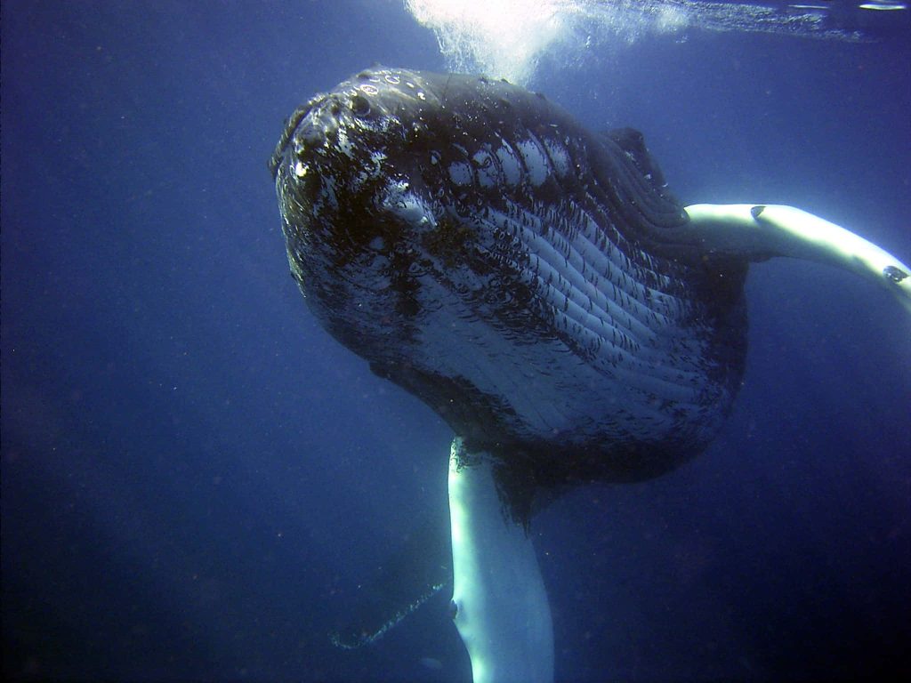 Majestic humpback whale surfacing in deep blue ocean with dramatic natural light wallpaper