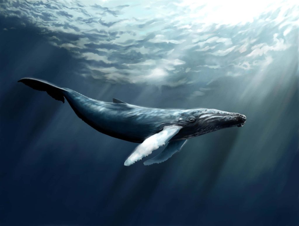 Majestic humpback whale swimming gracefully under sunlit deep blue ocean serene wallpaper