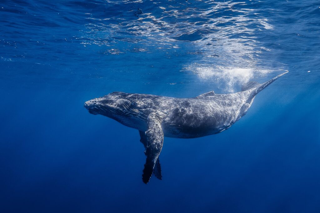 Majestic Humpback Whale Swimming in Serene Ocean Background Wallpaper
